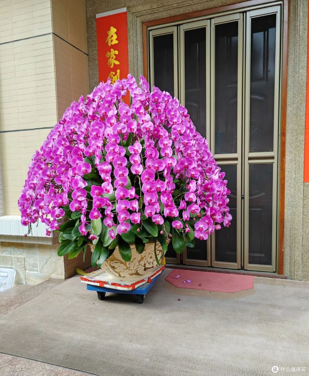 女子晒3种“坑人年宵花”年年养不活，还喜欢买，网友：谨慎消费