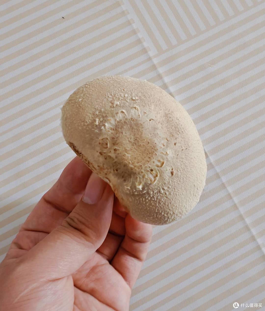 超级菇菇生态箱：家居新宠，种出健康与快乐
