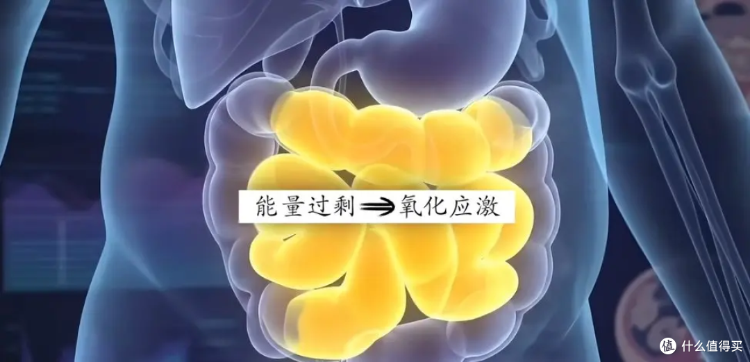 过年甩内脏脂肪！3 个科学方法，腰围悄悄瘦