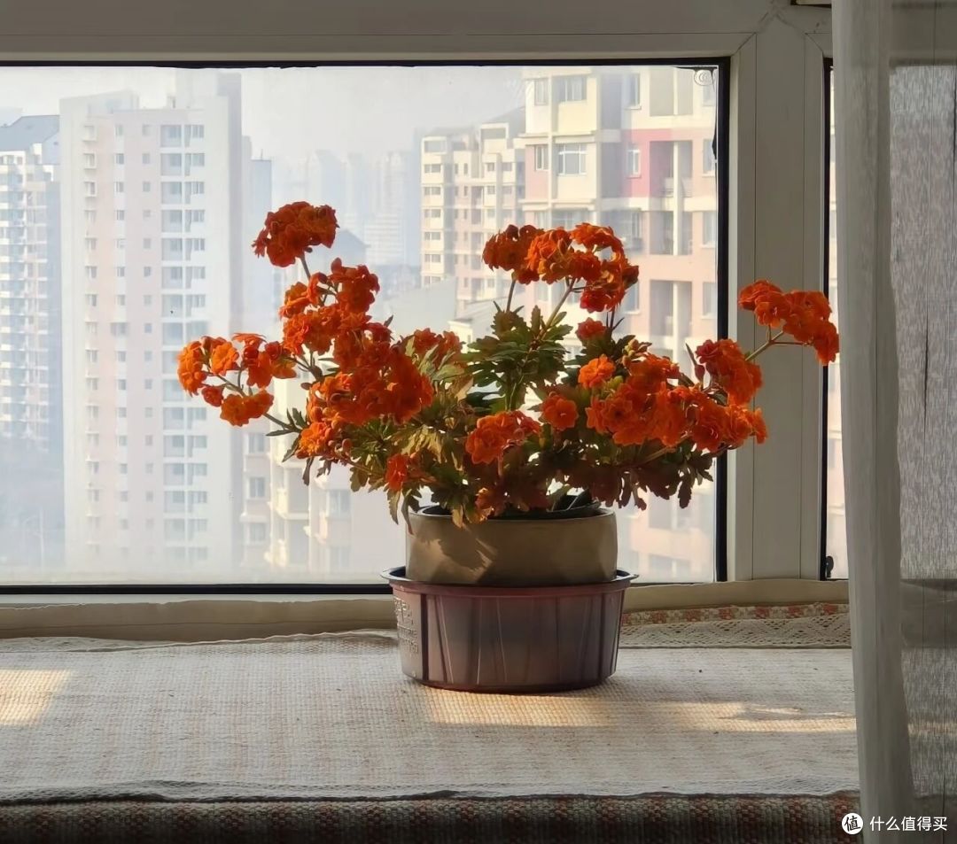 阿姨40天没回家,发现没人管的长寿花“开爆了”:真适合我养!