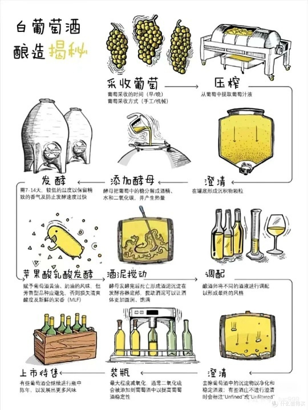 白葡萄酒的制作流程