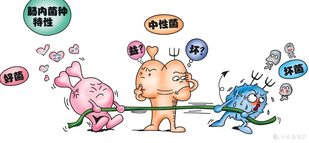 藏不住了!浙大发现“天然护肝密码”24小时清除肠道20%有害菌?