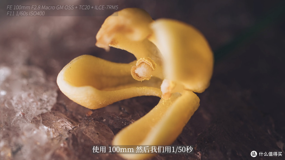 FE 100mm F2.8 Macro GM OSS + TC20 + ILCE-7RM5 F11 1/60s ISO400