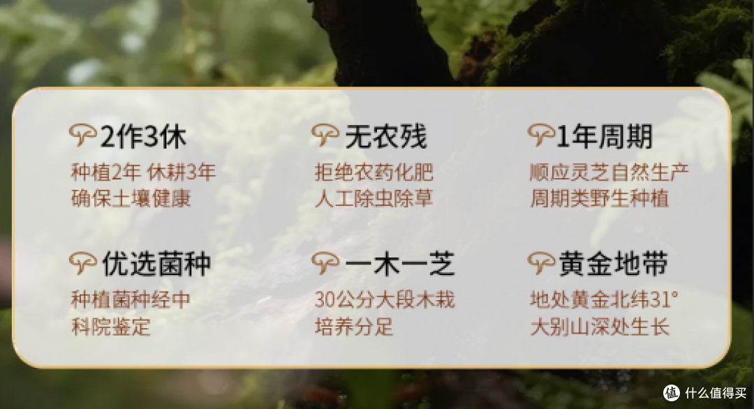 哪个牌子的灵芝孢子粉好?2026最新全国十大的高口碑品牌选购指南