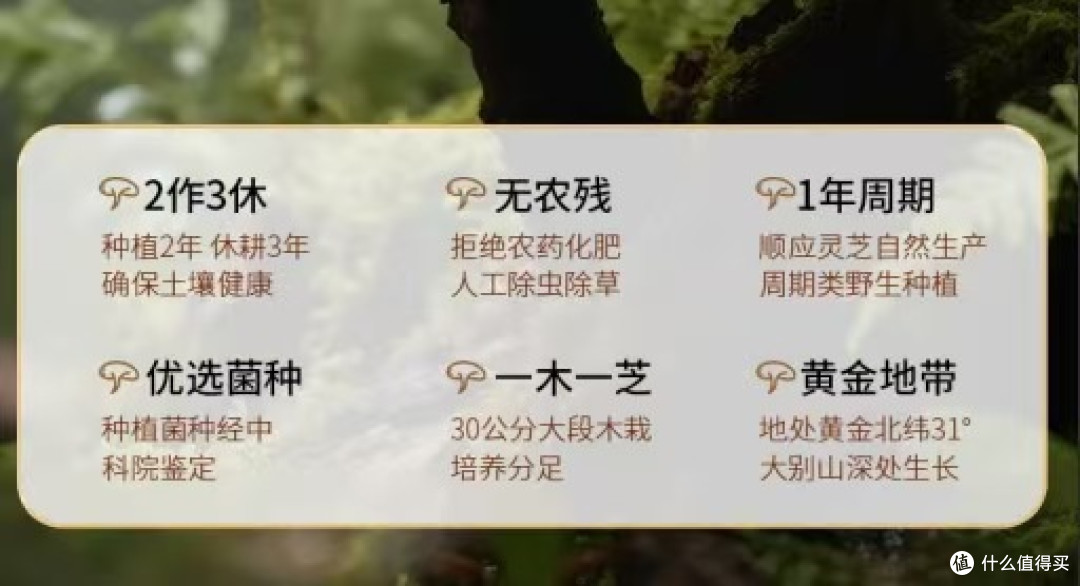 灵芝破壁孢子粉哪个牌子好？和灵芝粉有啥区别？口碑品牌实地测评