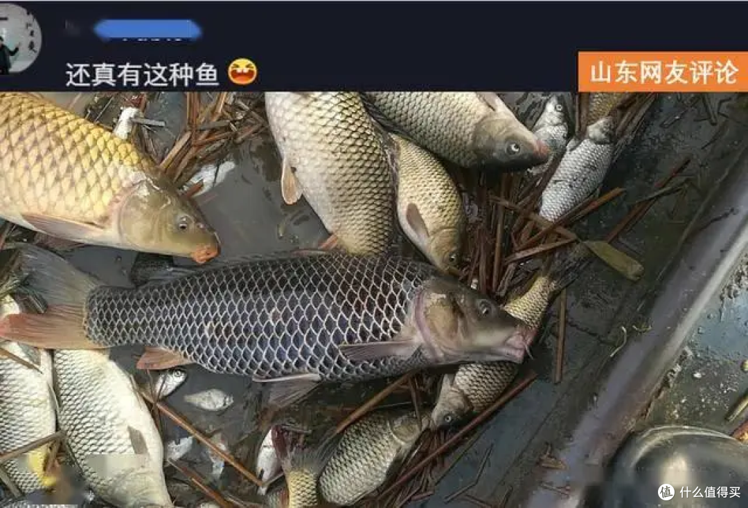 山东网友发的鳞片奇特的鲤鱼