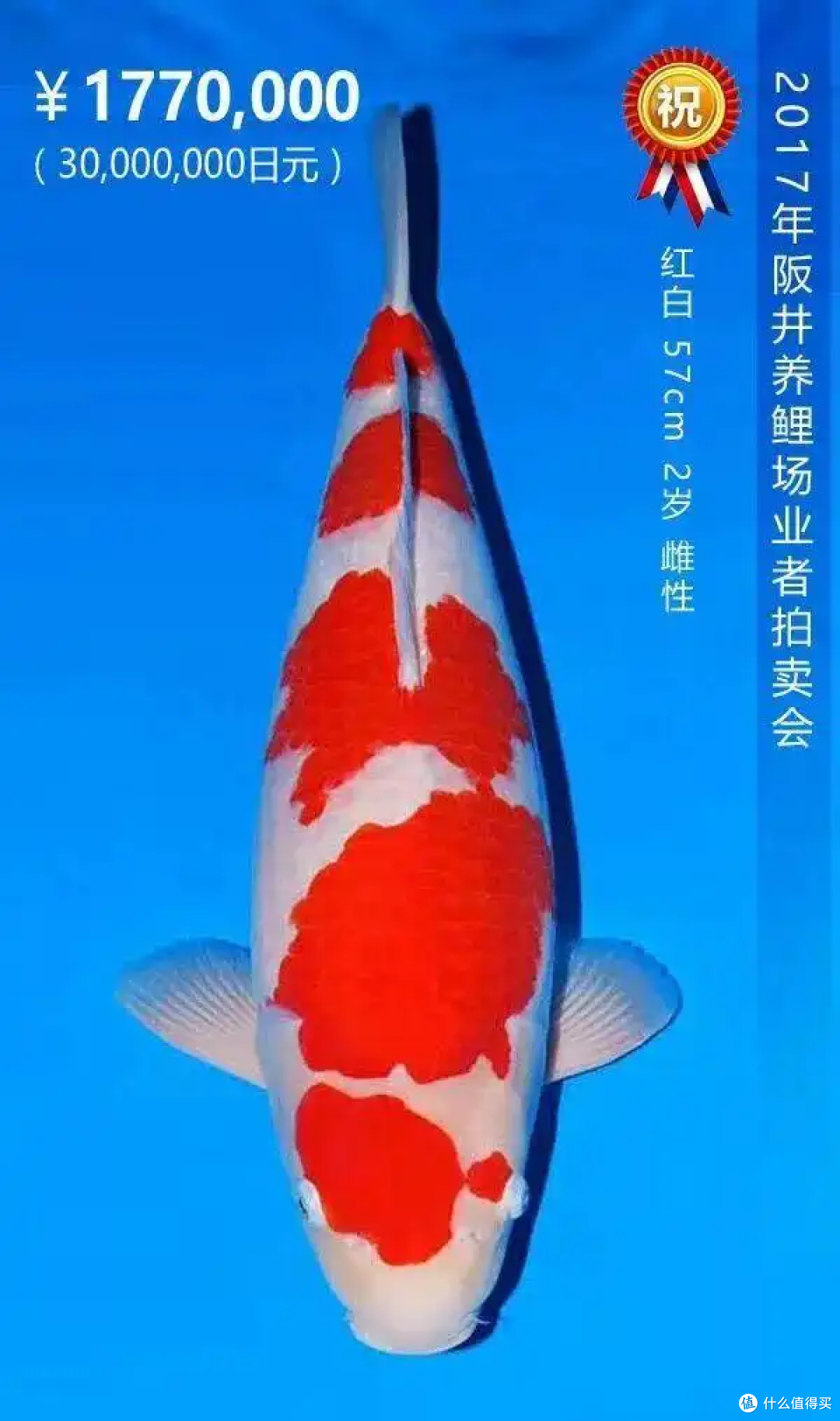 天津大哥钓获 “龙纹鲤”,网友喊价两万!内行笑了
