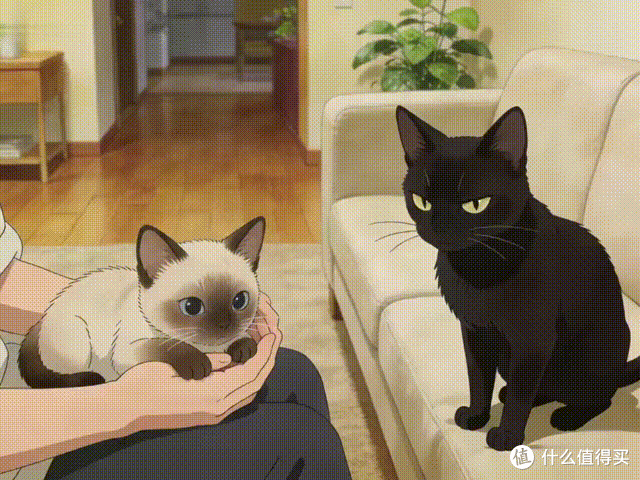 “暹罗猫”为啥越来越少人养?这6点遭人嫌!