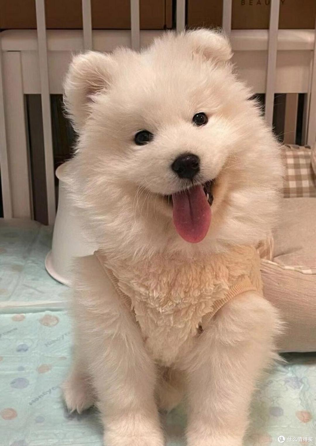 狗狗有胰腺炎吃什么狗粮好？胰腺炎狗狗选粮避坑指南！