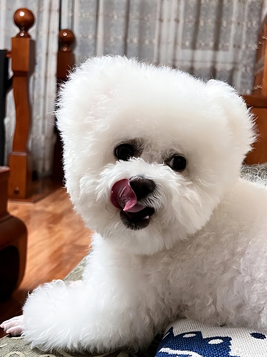 狗狗有胰腺炎吃什么狗粮好？胰腺炎狗狗选粮避坑指南！