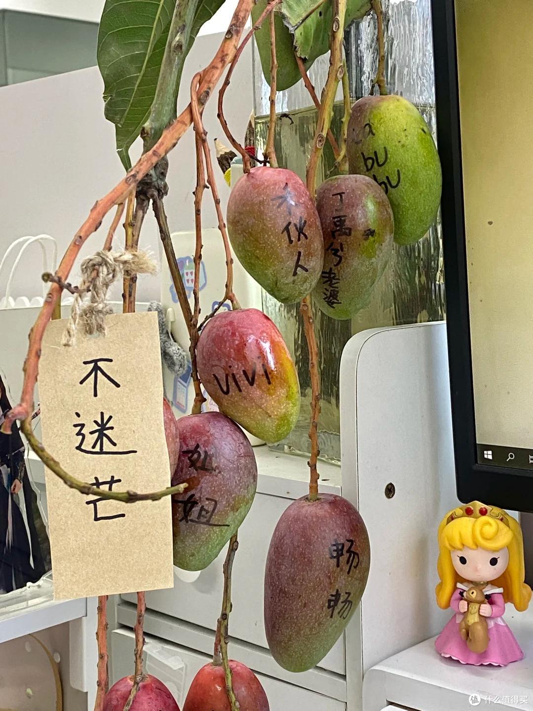 美女“工位上养芒果”火了，松弛感拉满，网友：举手先预定一个