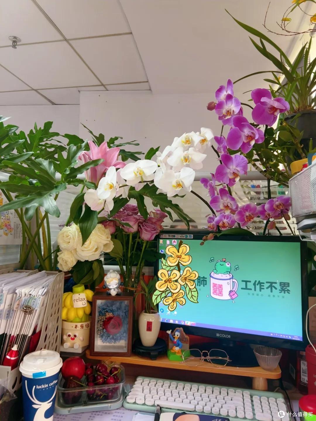 美女“工位上养芒果”火了，松弛感拉满，网友：举手先预定一个