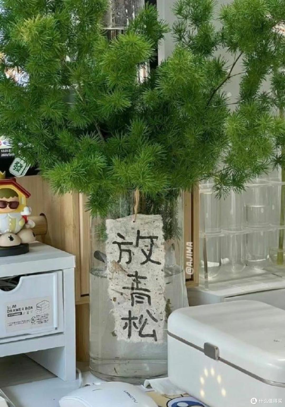美女“工位上养芒果”火了，松弛感拉满，网友：举手先预定一个