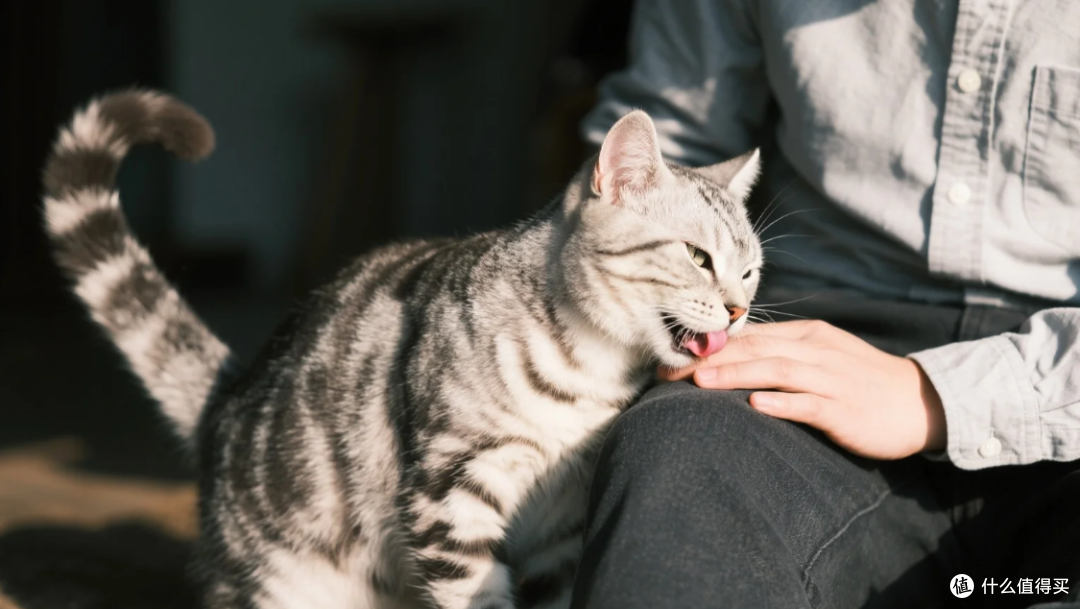 猫蹭你,真不只是撒娇那么简单