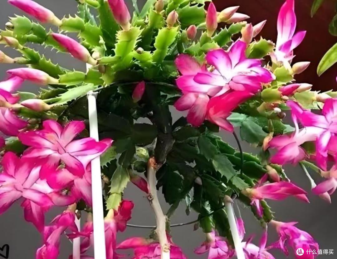 蟹爪兰总养死?不是你手笨,是买错了!3个秘诀,新手也能养爆盆