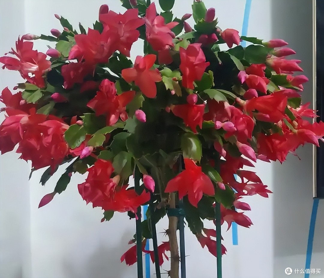 蟹爪兰总养死?不是你手笨,是买错了!3个秘诀,新手也能养爆盆