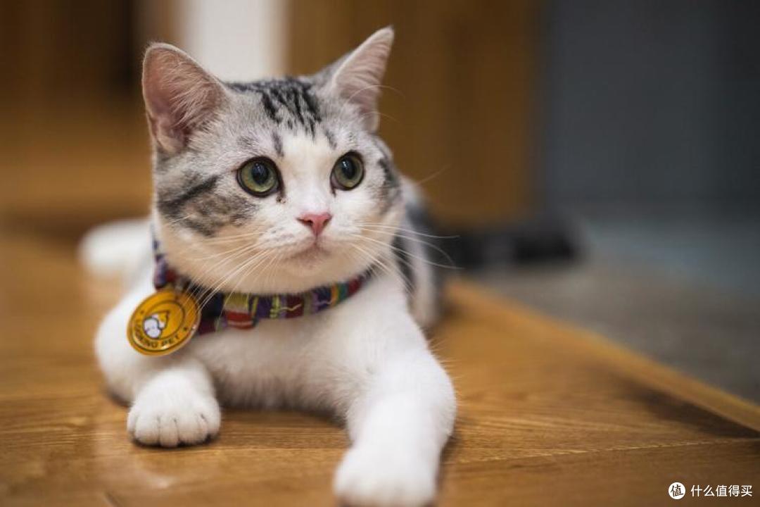 猫咪肠胃不好吃什么猫粮好?2026玻璃胃猫咪专属猫粮推荐