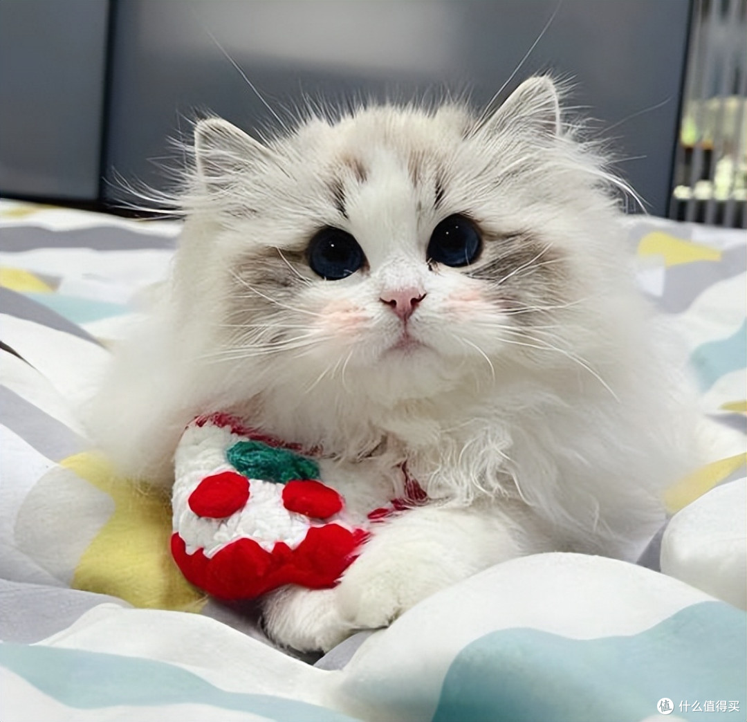 猫咪肠胃不好吃什么猫粮好?2026玻璃胃猫咪专属猫粮推荐