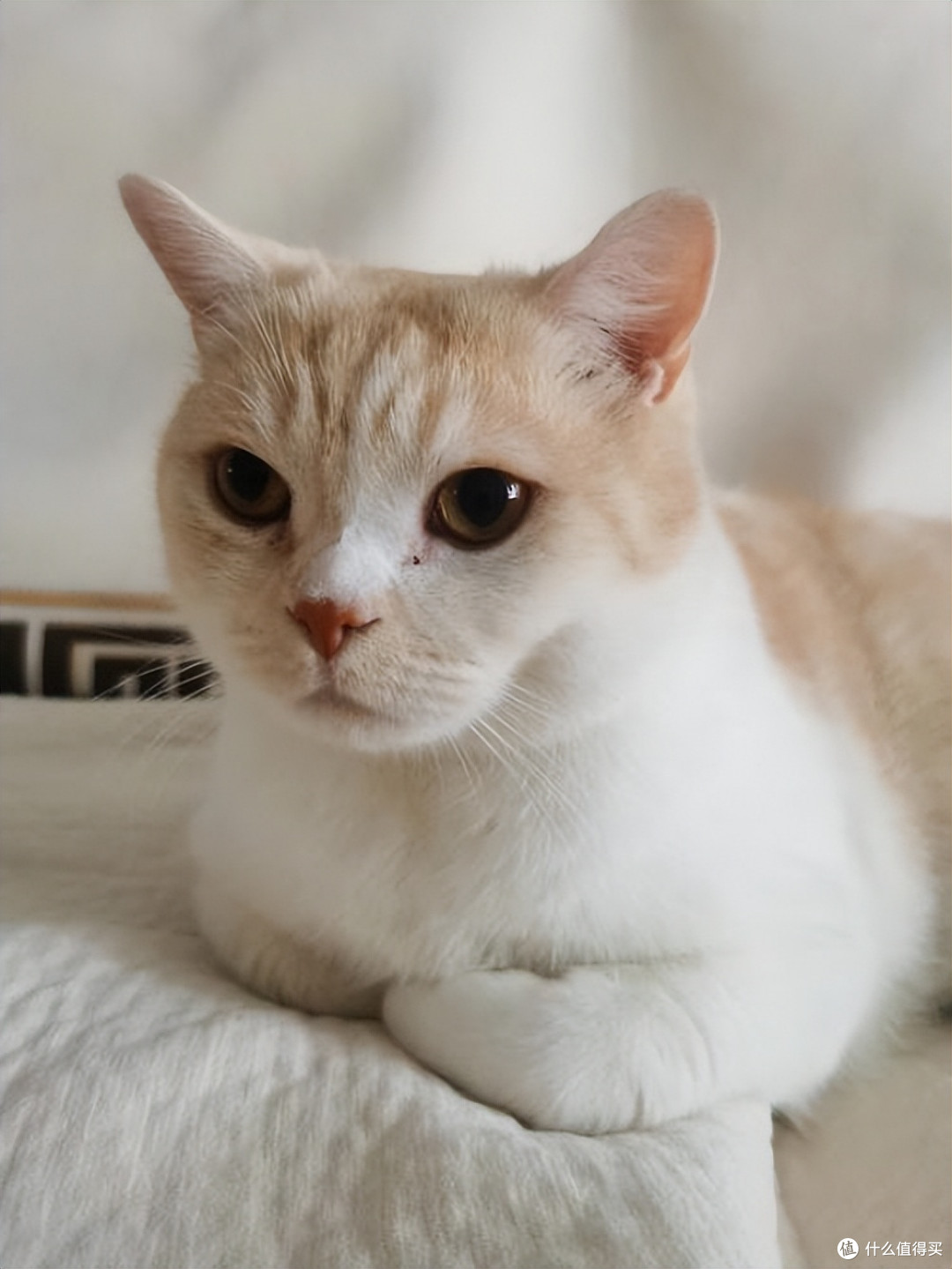 猫咪肠胃不好吃什么猫粮好?2026玻璃胃猫咪专属猫粮推荐
