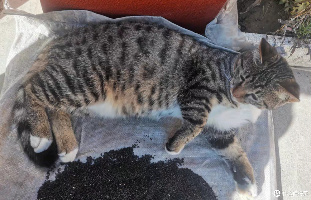 2026猫粮买什么牌子好?国产猫粮排名前十品牌