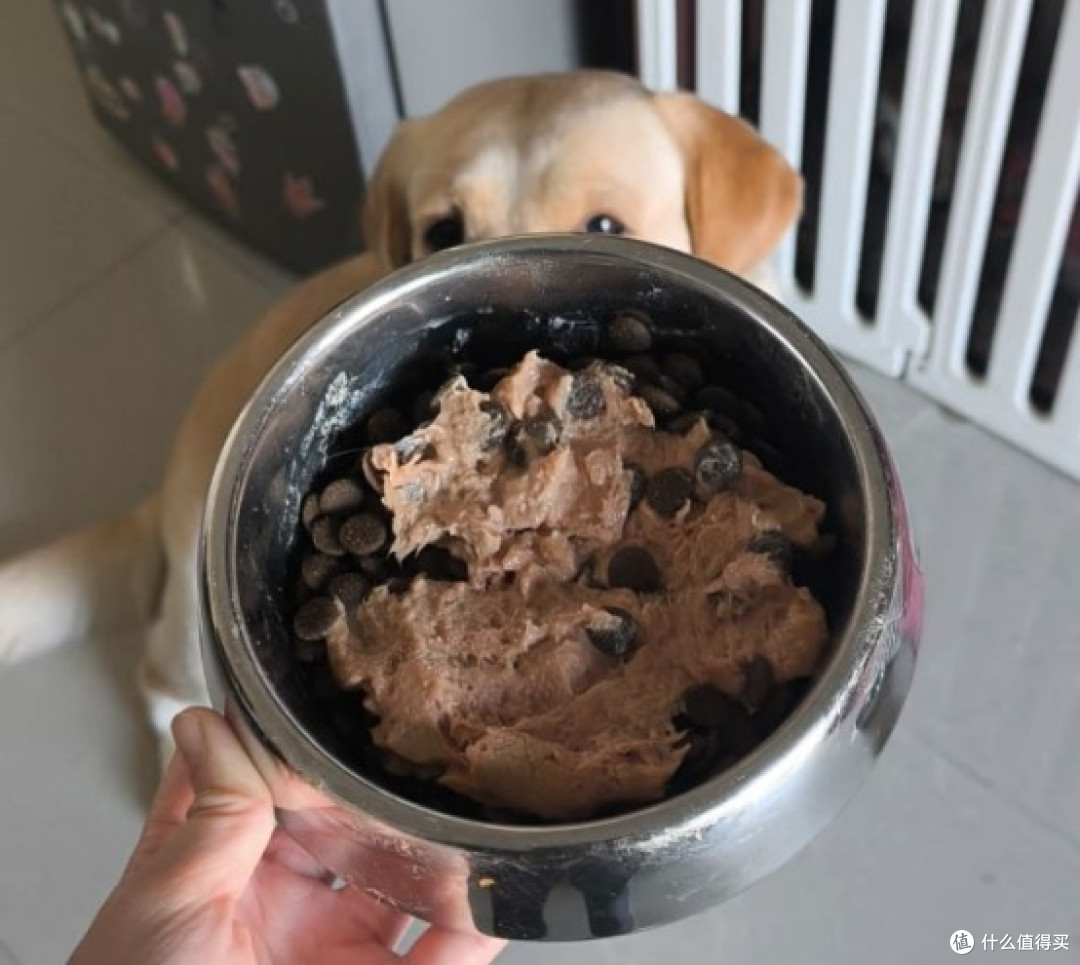 【新手养犬】如何给狗狗正确喂食？狗粮和狗罐头该如何分配？
