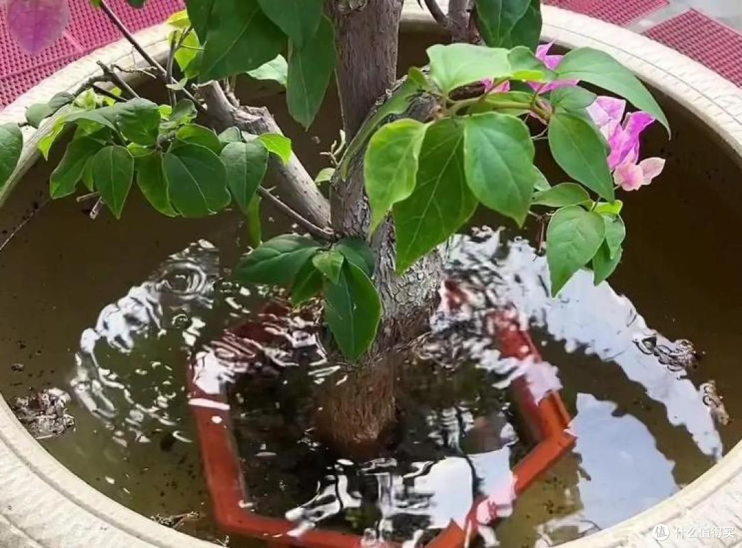 三角梅总黄叶掉花?原来错在浇水!一个小实验,教你浇水不烂根