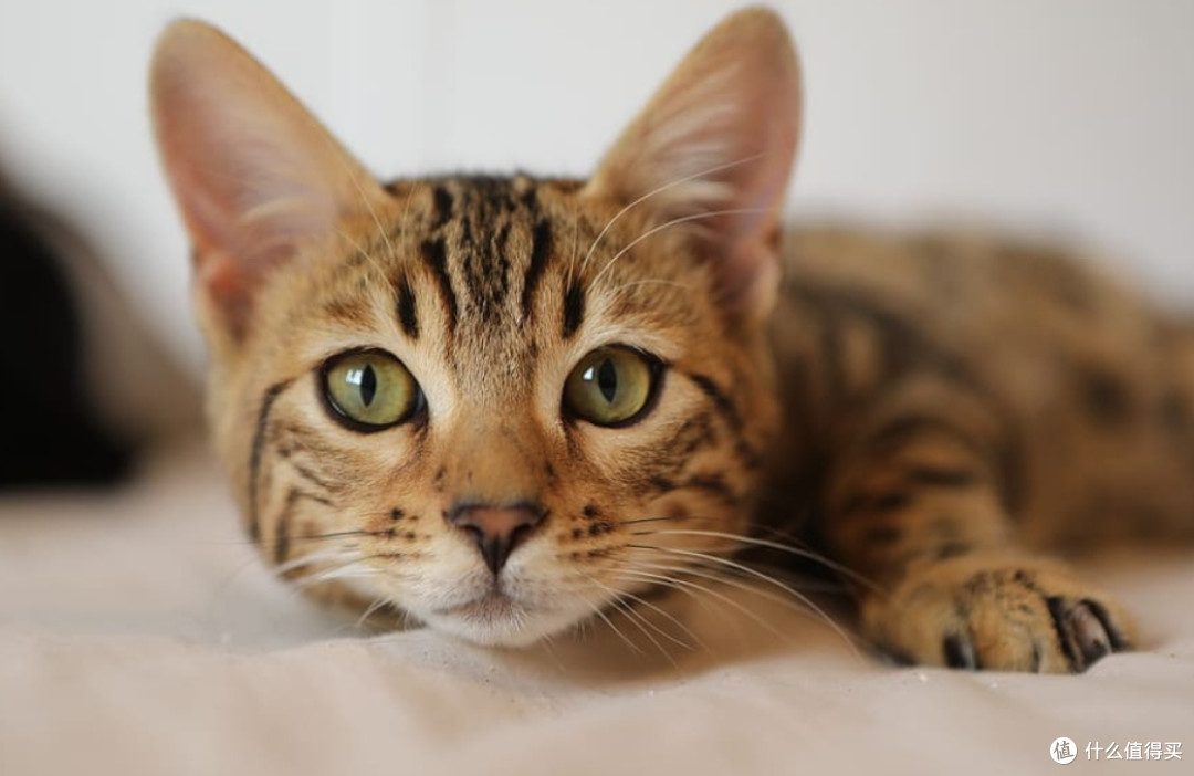 有口碑公认好的国产猫粮推荐？2026年国产十大放心猫粮品牌排行榜