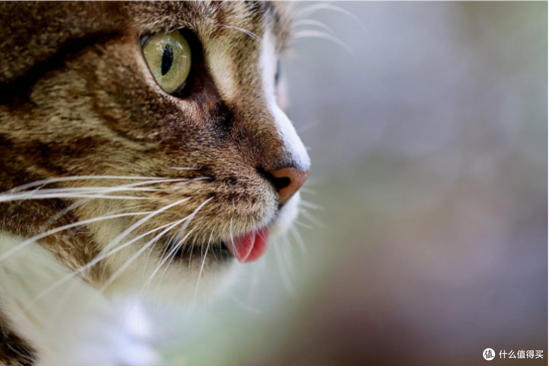 选购攻略:最贵的猫粮品质最好吗?什么猫粮好猫粮排行榜前十名
