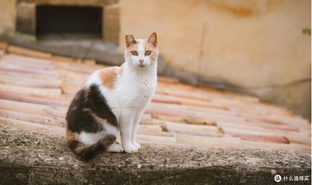 选购攻略:最贵的猫粮品质最好吗?什么猫粮好猫粮排行榜前十名