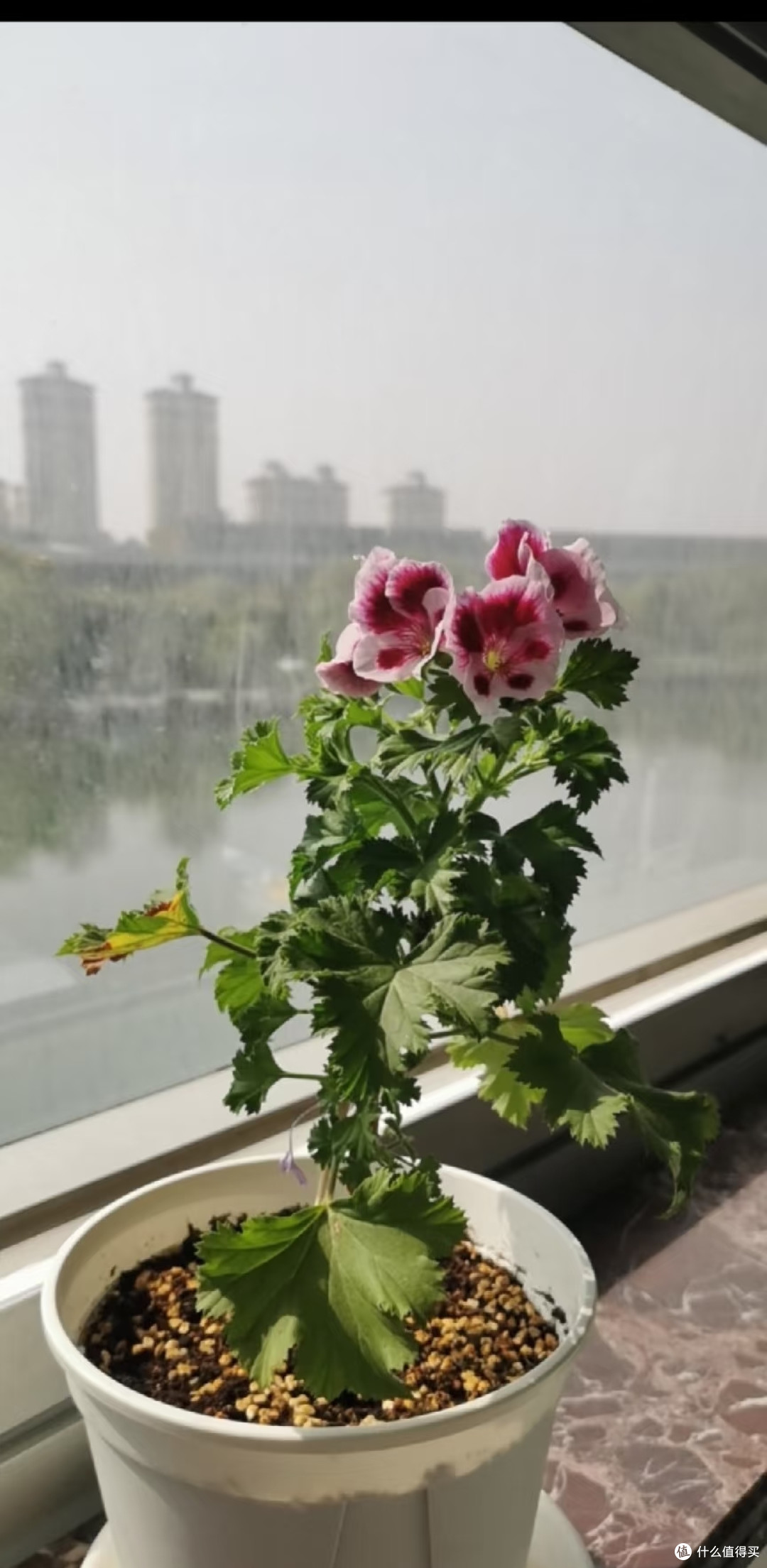 浙江太太的天竺葵2年养成“超大花瀑”,网友直呼:超甜超壮观!