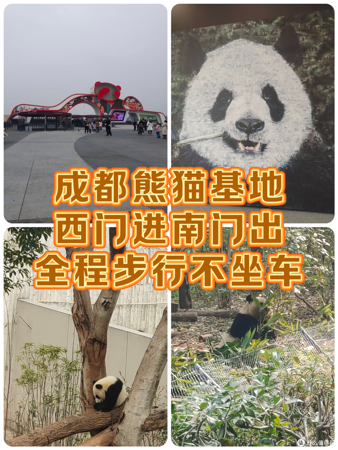 成都熊猫基地‖西门进南门出,全程步行不坐