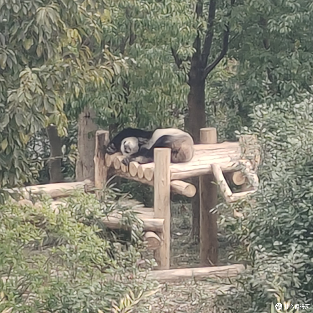 成都熊猫基地‖西门进南门出,全程步行不坐