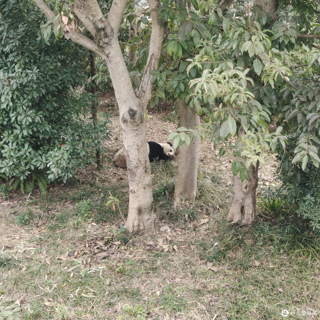 成都熊猫基地‖西门进南门出,全程步行不坐