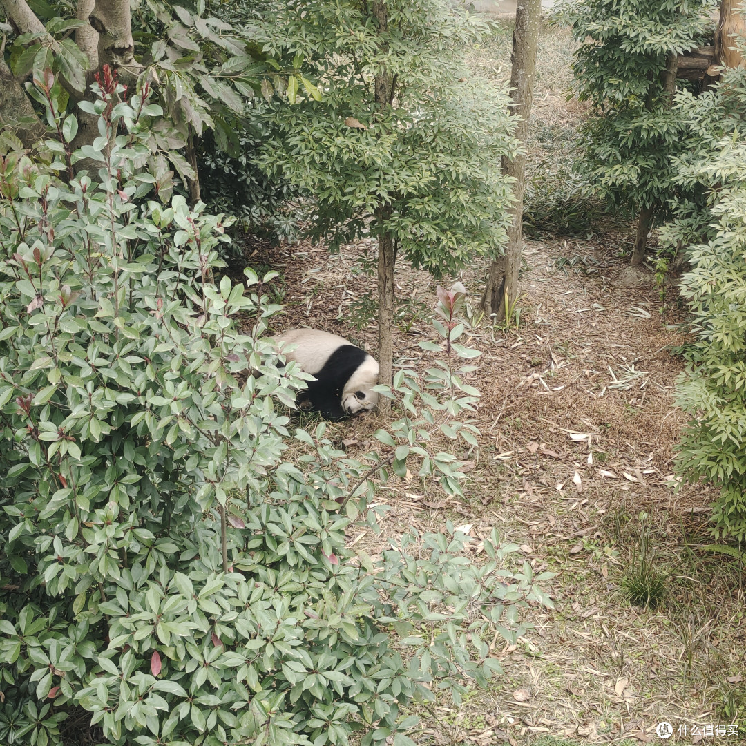 成都熊猫基地‖西门进南门出,全程步行不坐