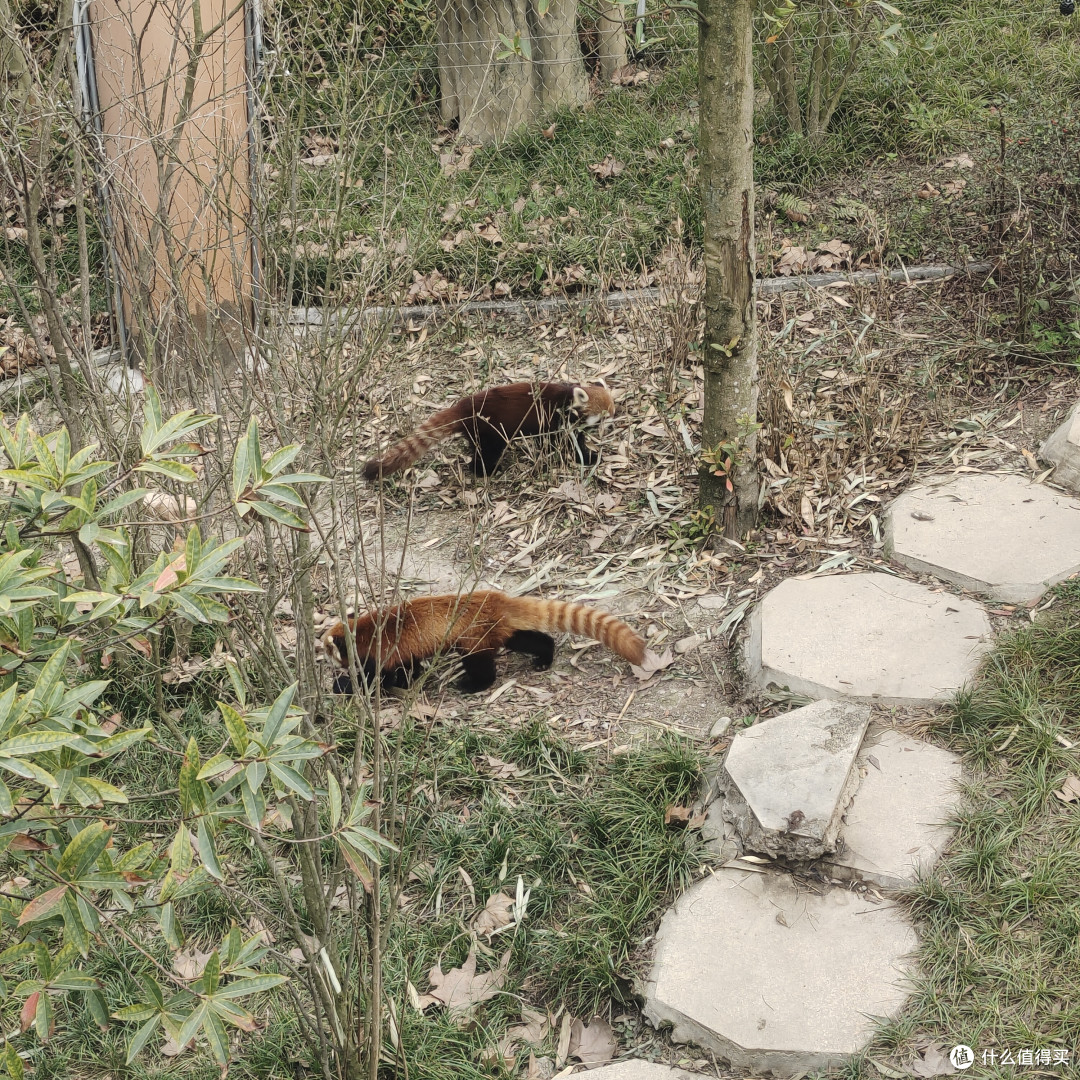 成都熊猫基地‖西门进南门出,全程步行不坐