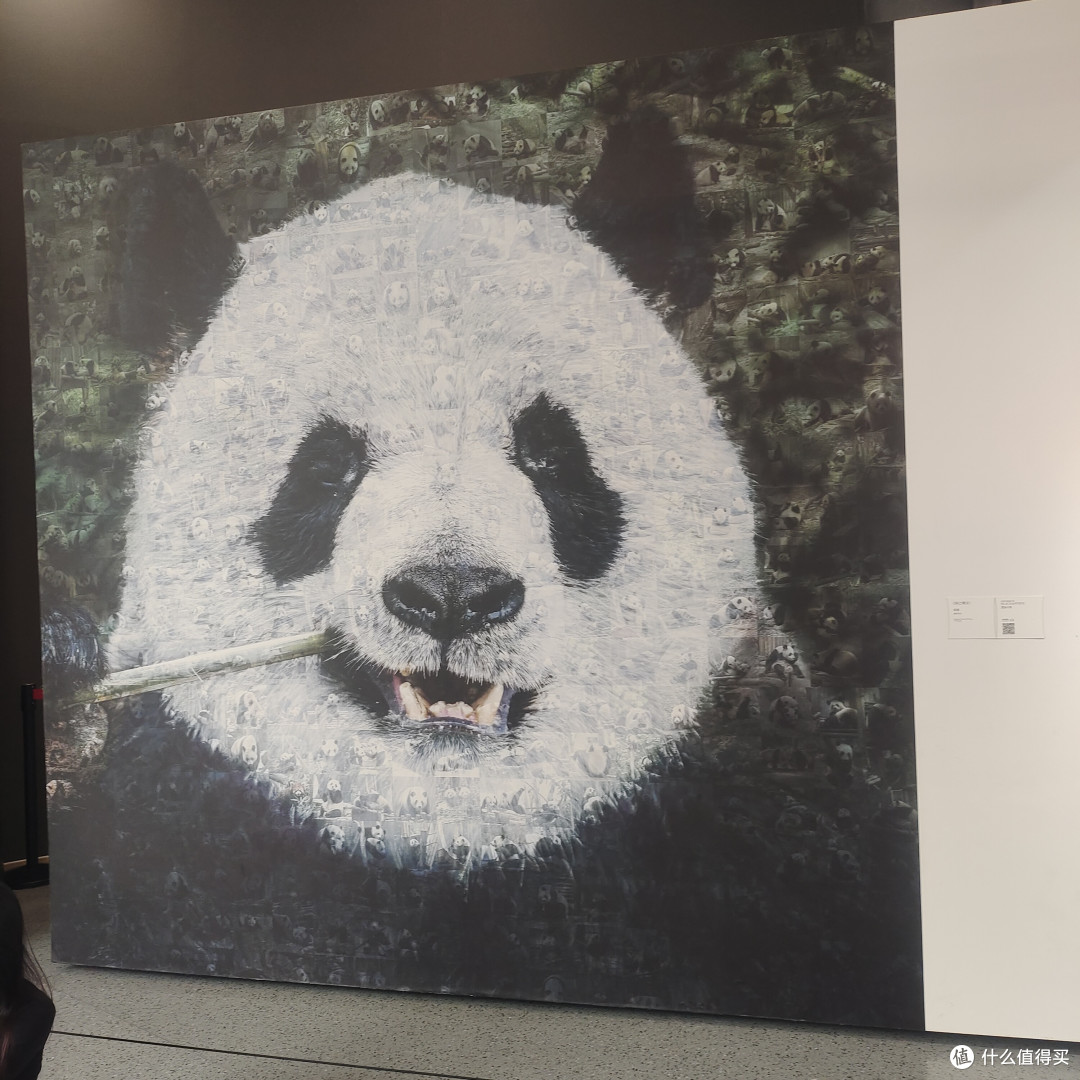 成都熊猫基地‖西门进南门出,全程步行不坐