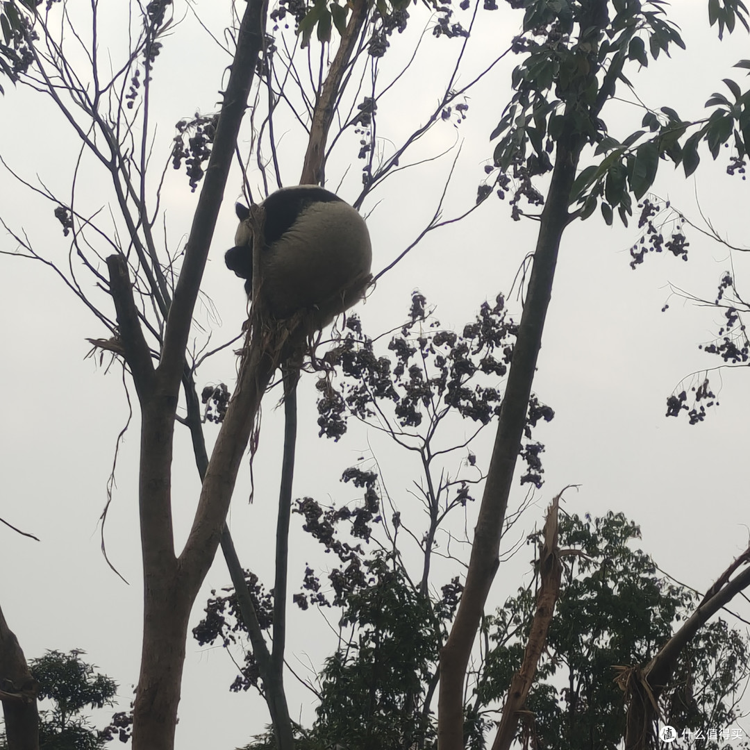 成都熊猫基地‖西门进南门出,全程步行不坐