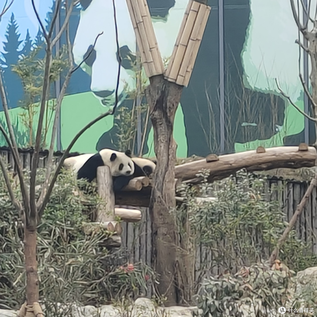 成都熊猫基地‖西门进南门出,全程步行不坐
