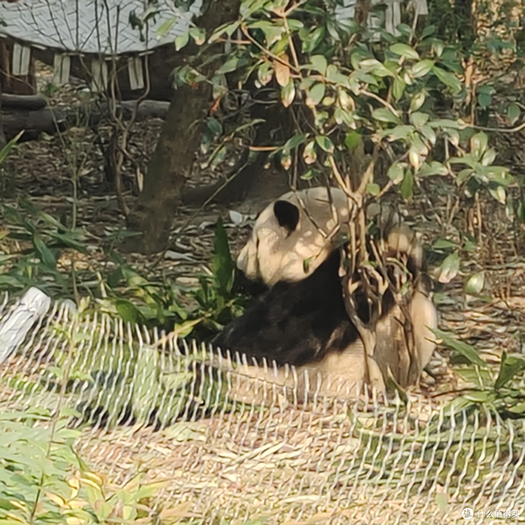 成都熊猫基地‖西门进南门出,全程步行不坐