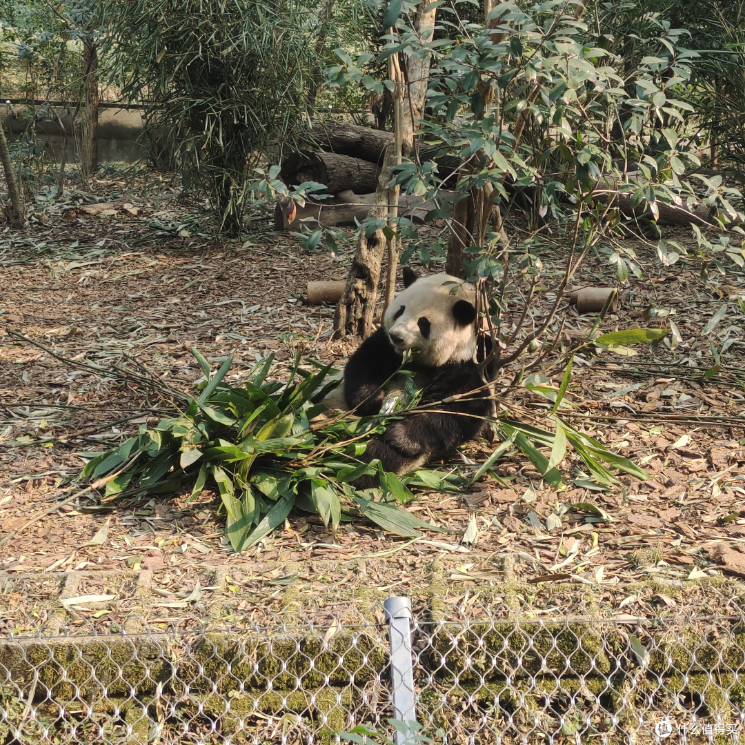 成都熊猫基地‖西门进南门出，全程步行不坐