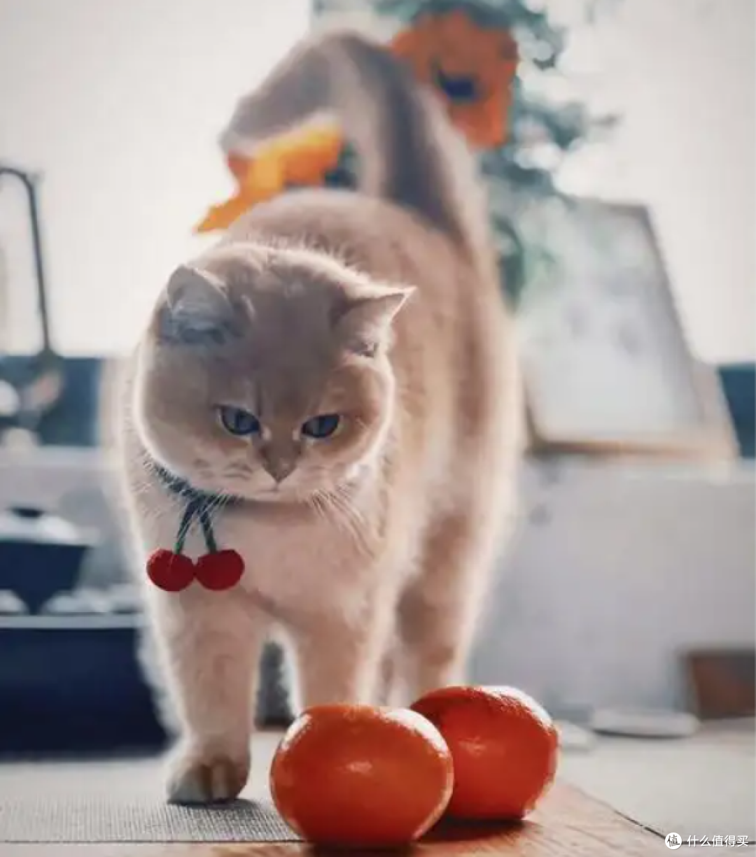 1.26亿只猫狗刷屏中国,全员养宠时代来临,三大宠物家电卖到断货