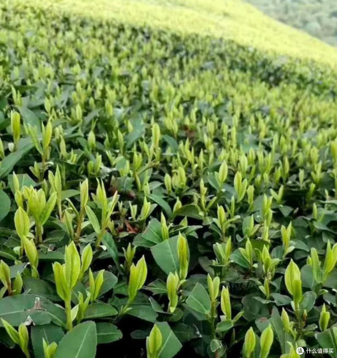 2026绿茶季到来;十大绿茶上市时间与典型品牌