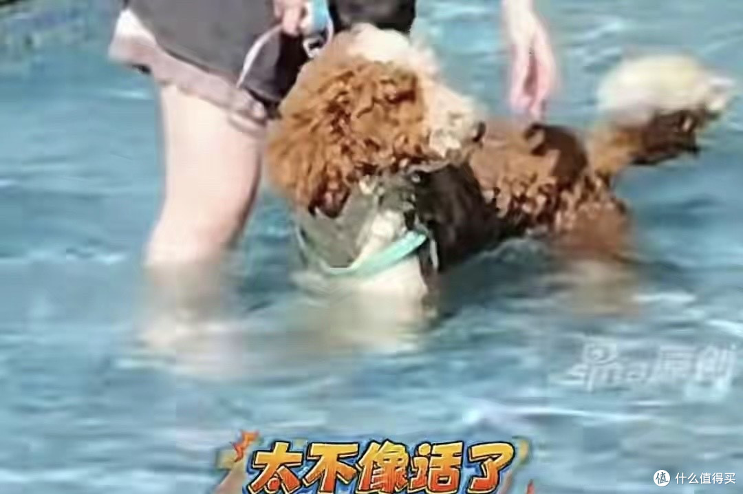 女子泳池内给狗洗澡后续:业主暴怒,物业发声,成功社死恐要担责