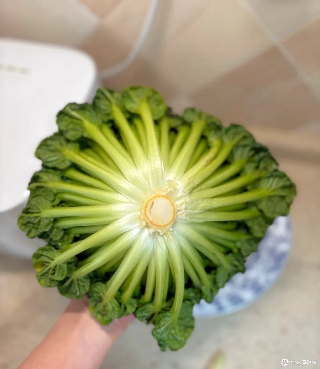 又到了春吃芽的季节,这10个春季限定美味,每一个都是心头爱