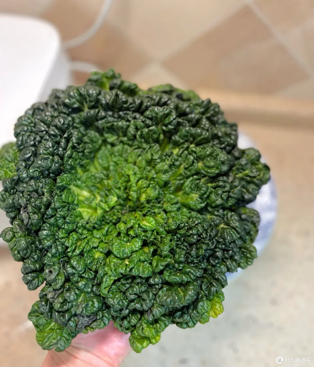 又到了春吃芽的季节,这10个春季限定美味,每一个都是心头爱