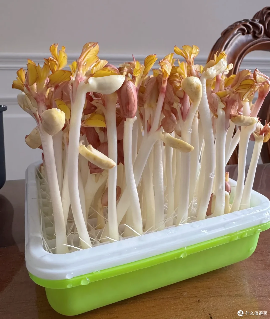又到了春吃芽的季节,这10个春季限定美味,每一个都是心头爱