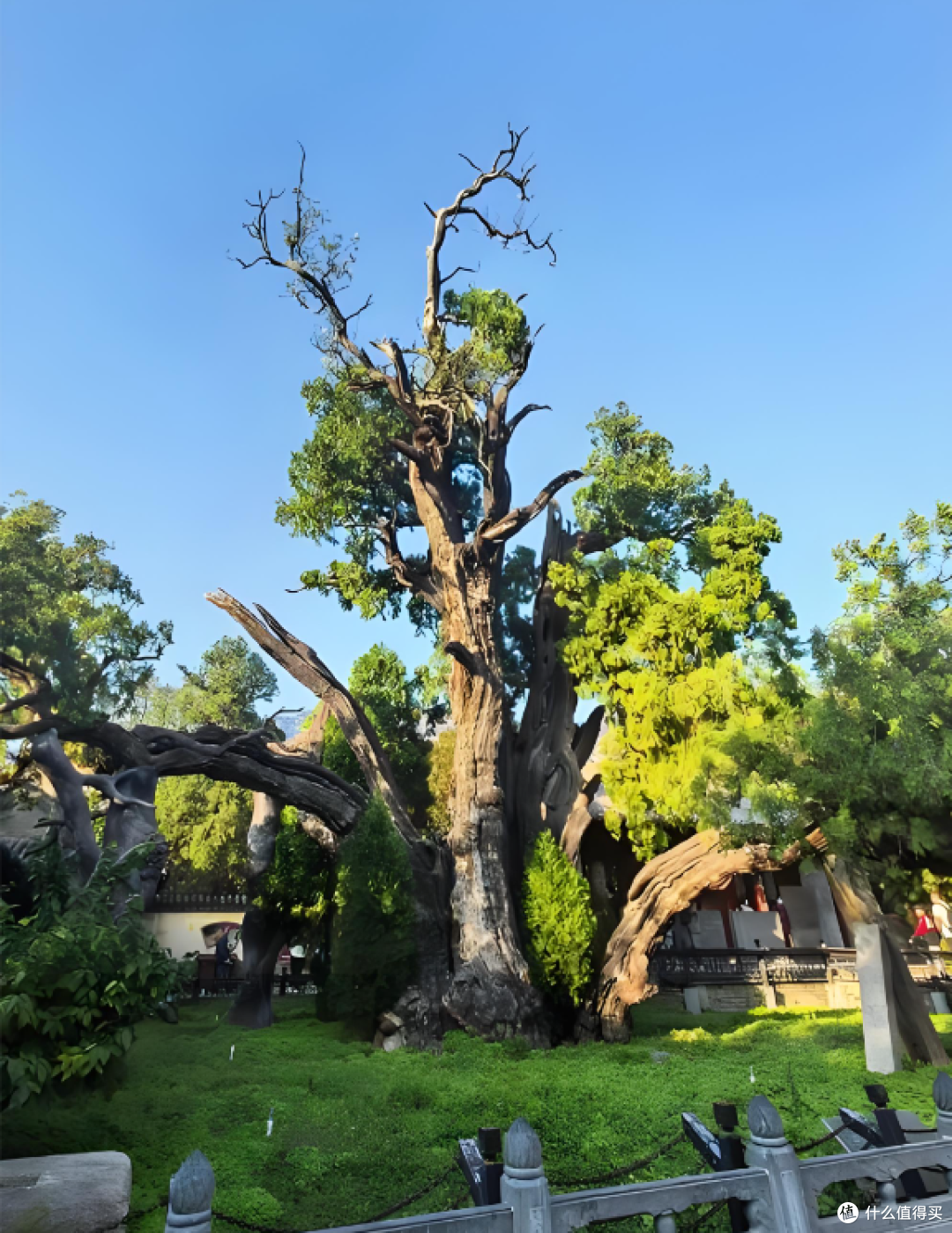 1200年古树烧了近10小时!树干焦黑如炭,当地急呼:还有救!