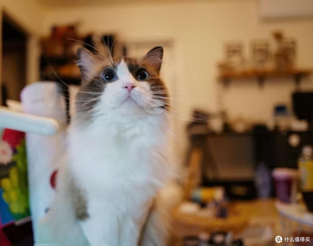 2026年2月无谷猫粮产品排行榜:高鲜肉高营养六大品牌测评