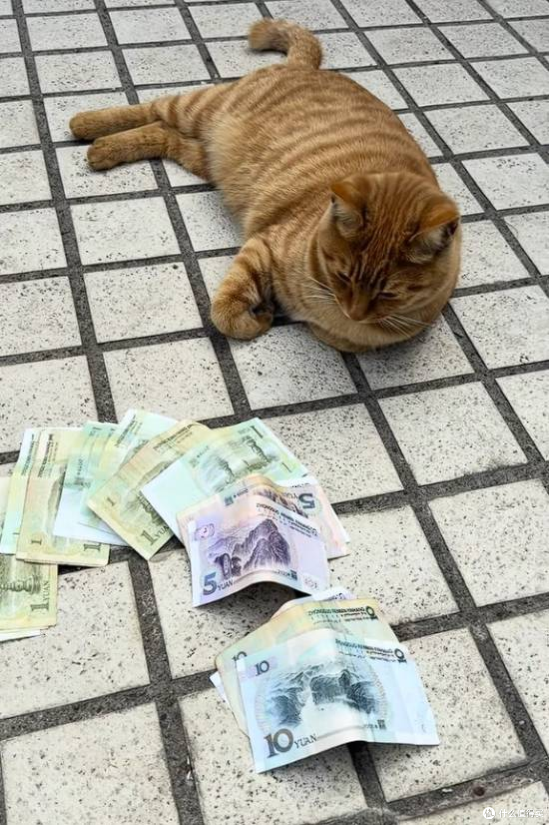 女子拜财神后,财神显灵家里冒出钱,监控一查:竟是自家橘猫干的