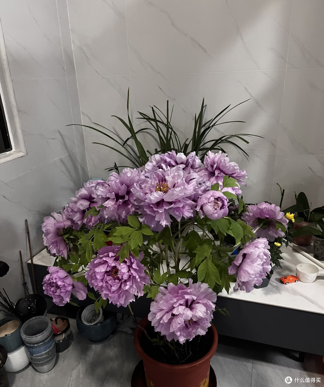 广东一太太，晒198买的牡丹花，雍容华贵，网友：一次花可惜了！